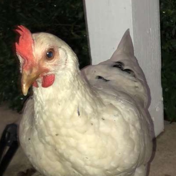 Meet your Posher, Steven - Picture 1 of 1